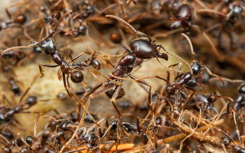 ant extermination Malvern